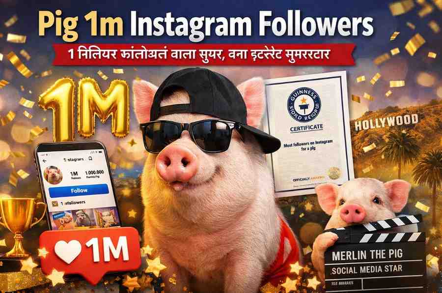 Pig 1m Instagram Followers