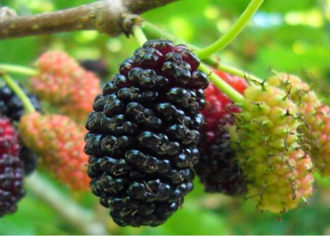 Shahtoot Benefits In Hindi